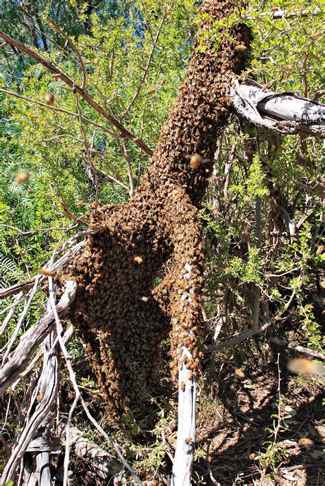 File:Bee swarm on fallen tree03.jpg - Wikipedia, the free encyclopedia