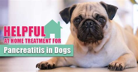 Helpful at Home Treatment for Pancreatitis in Dogs - Boulder Holistic Vet