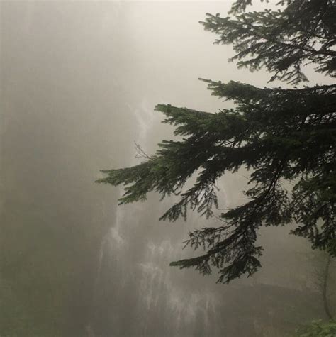 Aesthetic forest | fog ☆ | Scenery, Nature, Dark naturalism