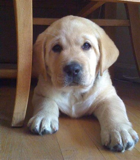 English Labrador Breeders Near Me