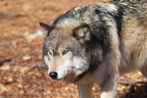 North American Gray Wolf stock image. Image of wolf, tundra - 23510731