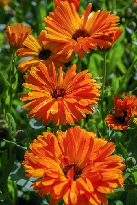 Caléndula (Caléndula officinalis) La flor maravilla - bonita y ...