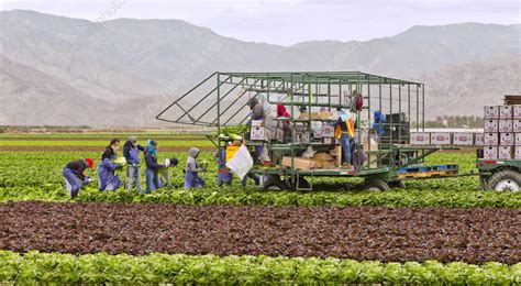 Harvesting romaine lettuce - Stock Image - C058/3545 - Science Photo Library