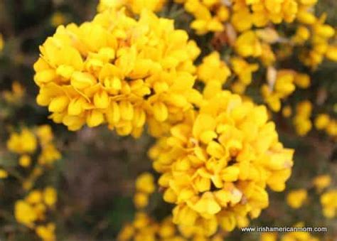 Furze – The Yellow Flower Of The Irish Landscape | Irish American Mom