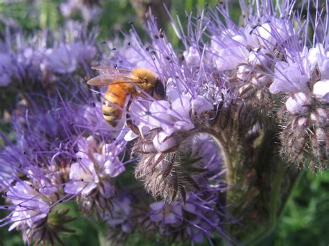 Phacelia – Higgledy Garden