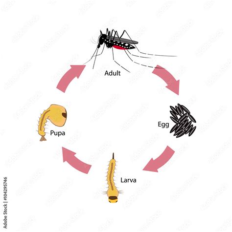 Vector illustration of the life cycle of a tiger mosquito Stock Vector ...