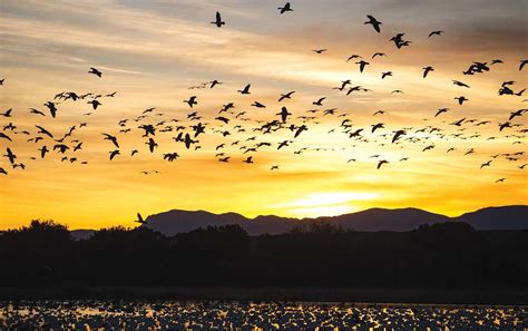 New Mexico Nomad Nature | Bosque Del Apache National Wildlife Refuge