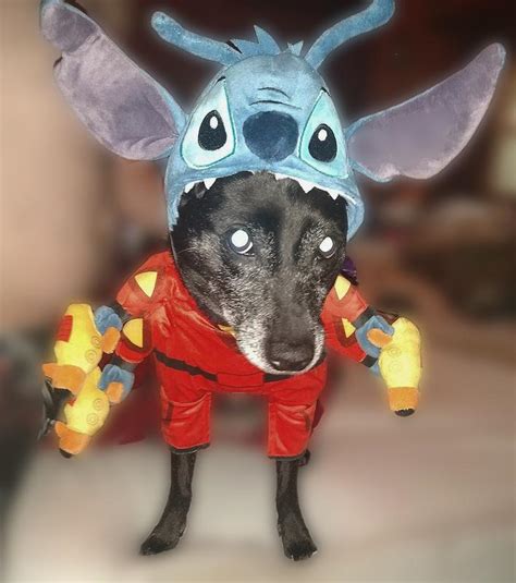 Out of Stock - DISNEY Stitch Space Suit Dog & Cat Costume, X-Small ...