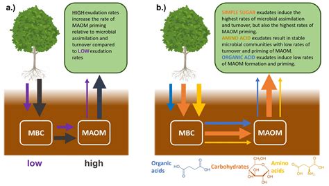 Researchers discover root exudates have surprising and counterintuitive ...