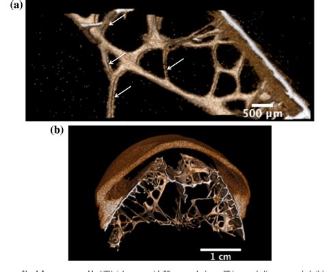 Figure 9 from Toucan and hornbill beaks: a comparative study. | Semantic Scholar