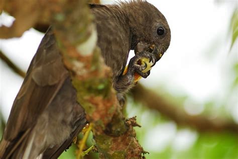 Vulnerable Seychelles Black Parrot hatchlings take to the skies - Parrot Essentials