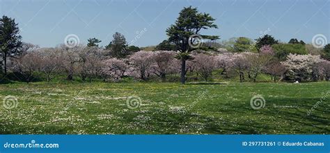 Cherry Blossom, Matsumae Castle, Hokkaido Island, Japan Stock Image ...