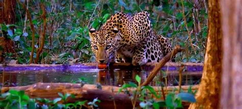 Barnawapara Wildlife Sanctuary (Chhattisgarh) Weekend Safari