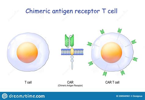 Chimeric Antigen Receptor Binding To CD19 Molecules On A Leukemia Cell ...