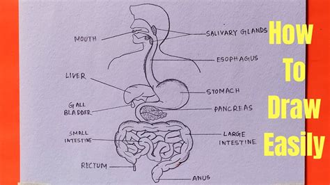 How to draw diagram of human digestive system easily - step by step ...