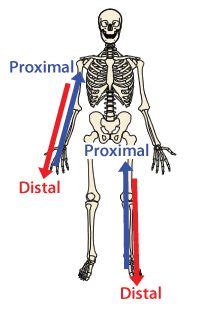 Resultado de imagen de ejes del cuerpo humano | Medical anatomy, Medical terminology, Anatomy ...