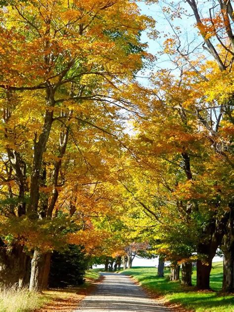 Fall Festivals Fall Days, Autumn Day, Autumn Trees, Vermont Fall, Fall Festivals, Entertaining ...