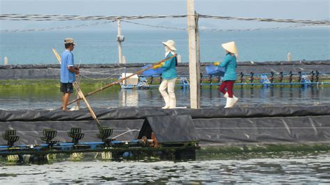 Coastal Habitat Mapping: Mangrove and Pond Aquaculture Conversion ...