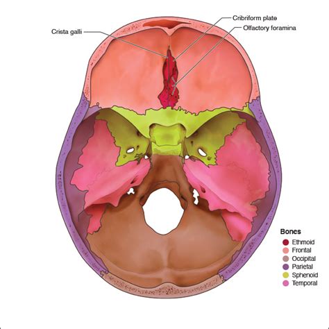 Crista Galli Anatomy