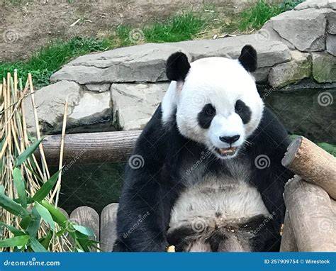 Panda in South Korea S Everland Stock Photo - Image of white, hair: 257909754