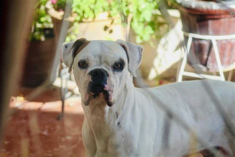 Pitbull Boxer Mix Dog Breed: 12 Things to Know About the Bullboxer Pit - Your Dog Advisor