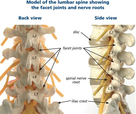 Cervical Lumbar Spine Anatomy