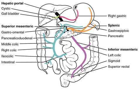 Liver: Anatomy | Concise Medical Knowledge