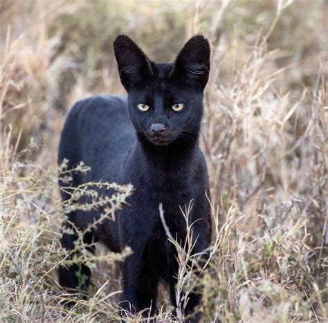 🔥 An extremely rare melanistic serval, captured by Katya Ignatiev. : r/NatureIsFuckingLit