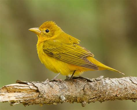 Female Summer Tanager : Summer Tanager Piranga Rubra Female Adult Fori261713, May 15, 2019 · the ...