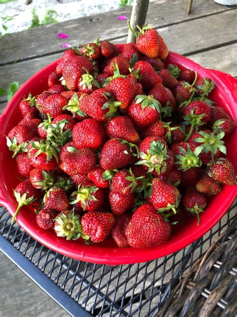 20 Top Strawberry Harvesting Tips – Strawberry Plants