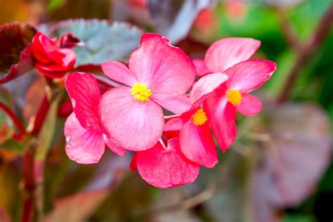 How to Grow and Care for Wax Begonias