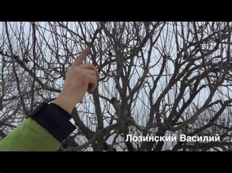 Pruning apple trees in winter – Healthy Food Near Me