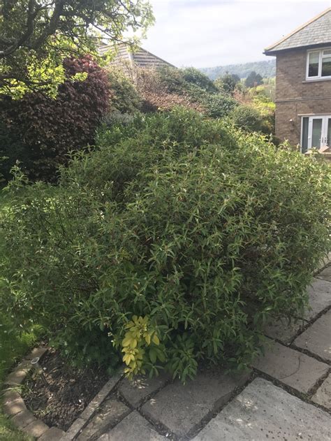 Pruning Cistus (mediterranean rock rose) — BBC Gardeners' World Magazine