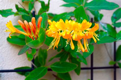 Honeysuckle | Description & Major Species | Britannica