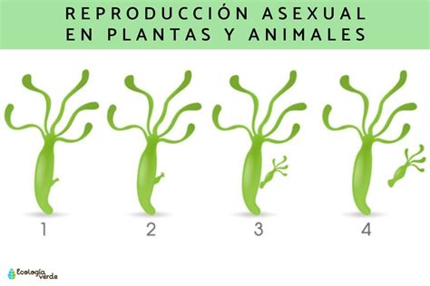 Reproduccion Asexual En Humanos