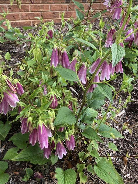 Campanula punctata (Campanula, Canterbury Bells, Spotted Bellflower ...