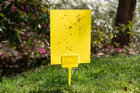 5 Best Fly Traps (2024 Guide) - This Old House