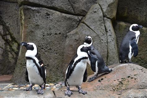 African Penguins at the Vancouver aquarium : r/pics