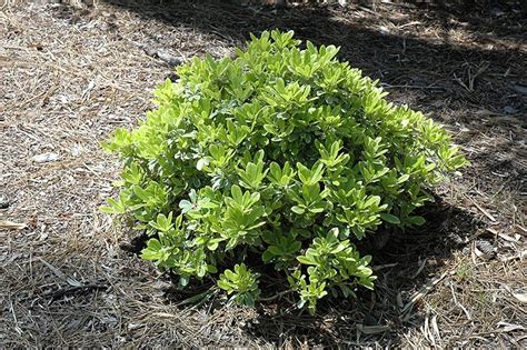 Mojo Dwarf Mock Orange | Calloway's Nursery