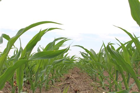 Northern Plains' crops are off to a fast start after late planting, but many places could use ...