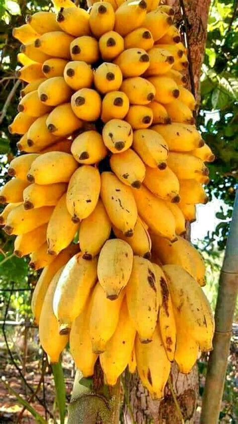 Latundan Banana tree & fruit | Frutas exóticas, Frutas, Verduras