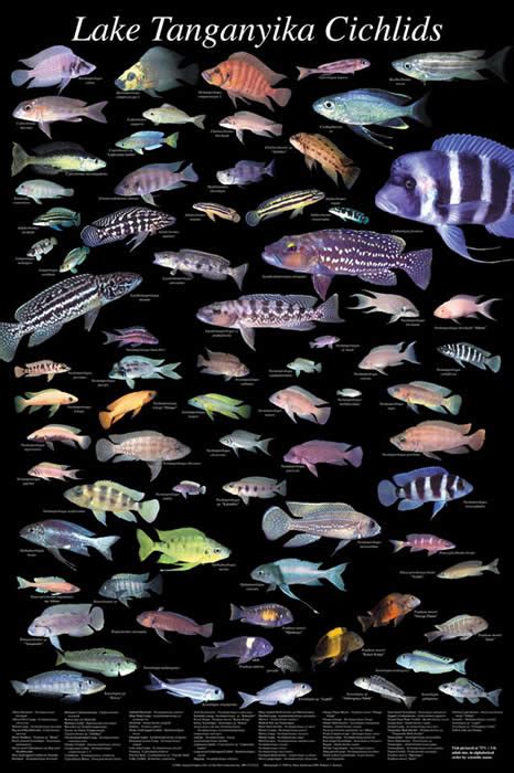 Books & Posters - Daytona Aquarium - Cichlid Express