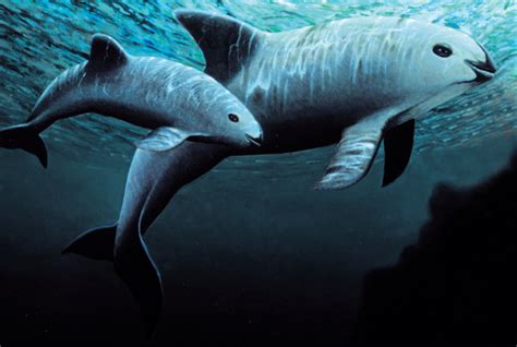 What Habitat Does The Vaquita Live In - Berry Missie