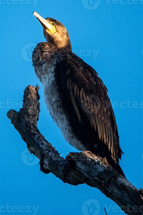 fish predatory bird called cormorant 5253982 Stock Photo at Vecteezy