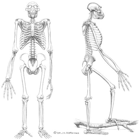 Ardipithecus Ramidus Skull