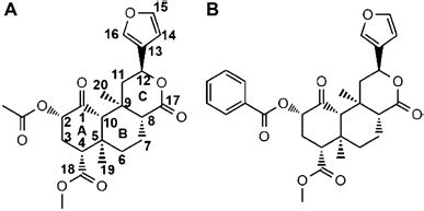 Chemical structure of salvinorin A (A) and its derivative herkinorin (B ...