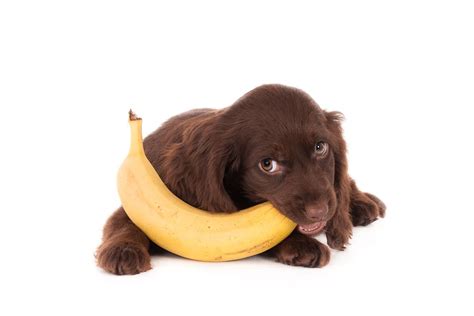 Can Dogs Eat Bananas - The Pet Lovers Club