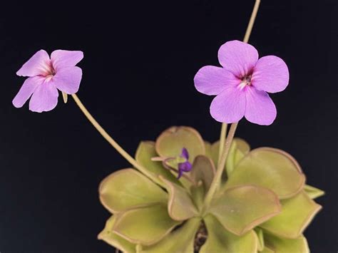 Pinguicula 'Titan' | Butterwort - Carnivorous Plant Resource