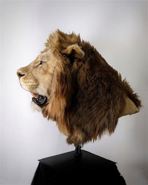 Shop Animal Replicas | Unique Handcrafted Wildlife Décor by Ami Zarug