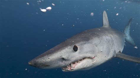 How to Live Stream Shark Week 2019: Watch 'Expedition Megalodon ...